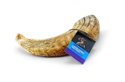Icelandic Lamb Horn W- Marrow - 36-Piece Display Loose (Sized Approx. 4-5In)