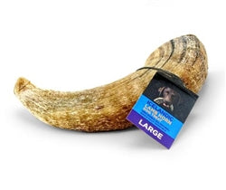 Icelandic Lamb Horn - Single Piece (Sized Approx. 6.5-7In)