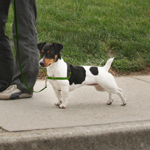 PetSafe Deluxe Easy Walk Steel Dog Harness Black; Apple Small