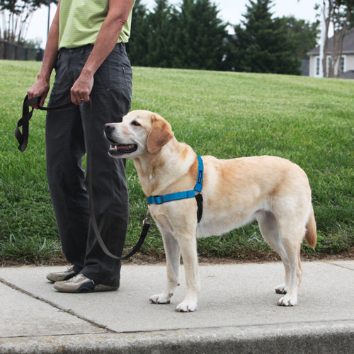 PetSafe Deluxe Easy Walk Steel Dog Harness Black; Ocean Medium-Large